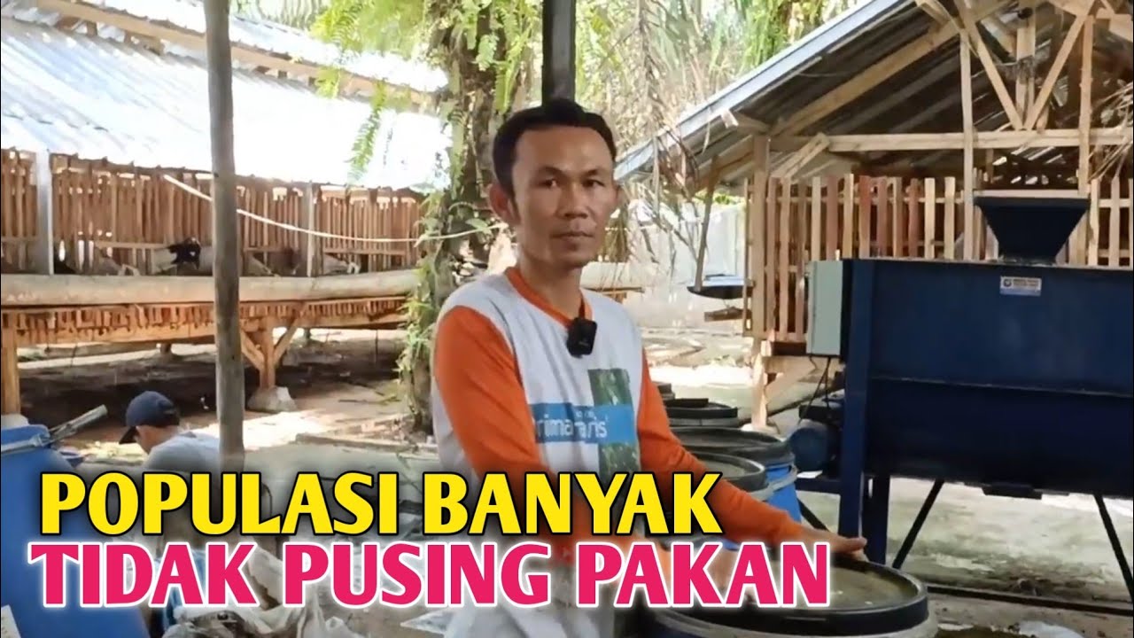 Ternak Kambing Populasi 83 Ekor, Pakanya Pelepah Sawit