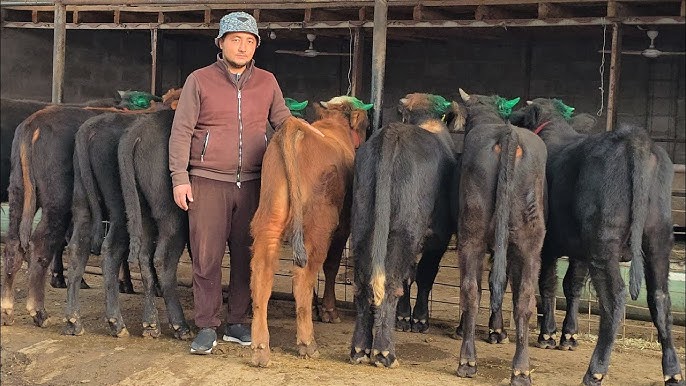 Qiz bilan jinsiy aloqada bolgan transvestit video Tazyiq ostida qattiq jinsiy aloqa