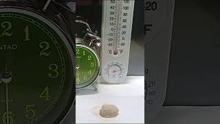 What Can I Do with This Lychee? #shorts #lychee #timelapse