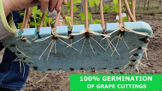 Do You Know How Easy and Simple it is to ROOT Grape Vines CUTTINGS.