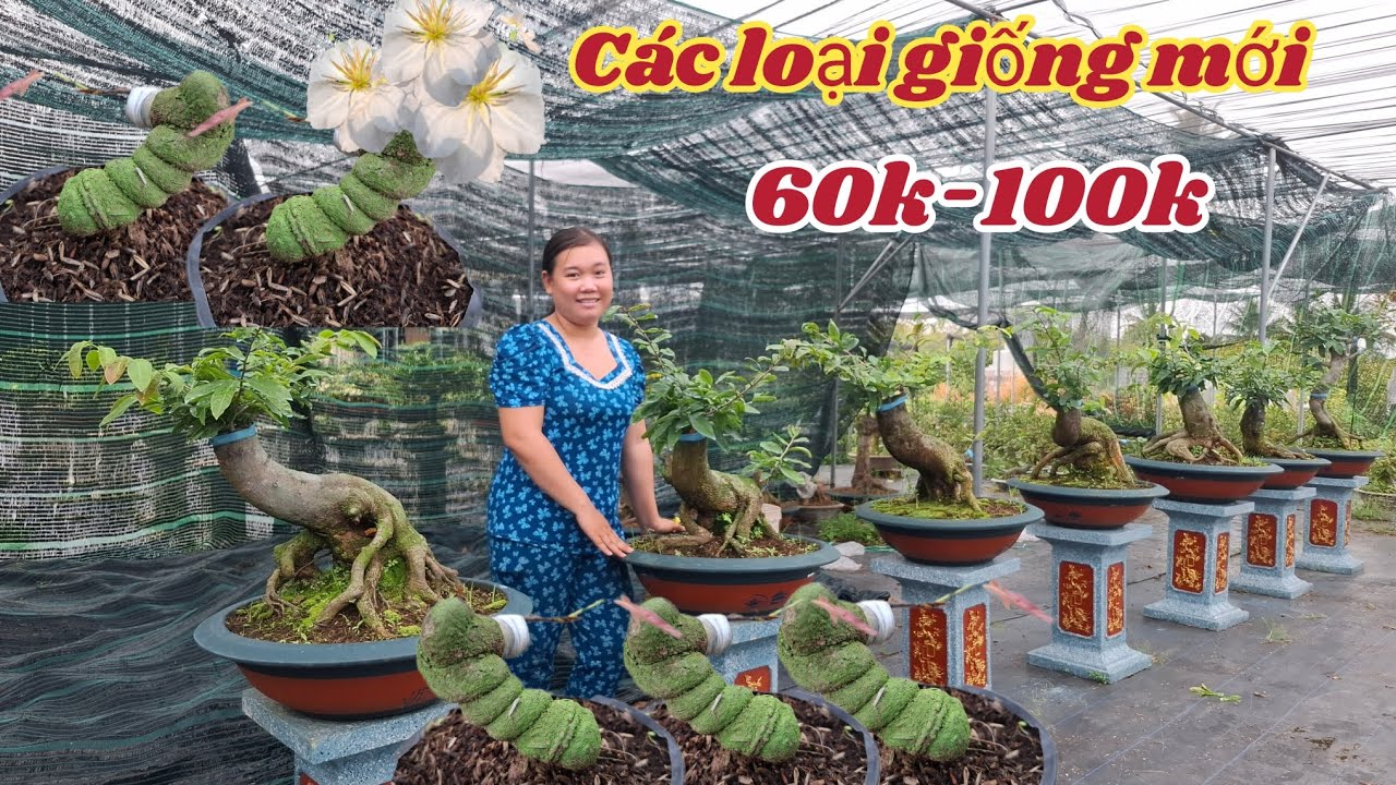 26/02/2026☎️0334917981💥Mai vàng mai giống  giảo cam thiên lộc, giảo thần tài, giảo kim cương 
