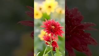 Beautiful Flowers Collection Shots #Flowers #Shorts #Gardenflowers #Youtubeshorts