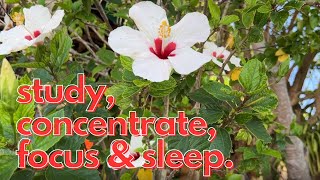 Relaxing Hibiscus Flowers with Soothing Background Music for Study, Concentration, Focus and Sleep screenshot 2