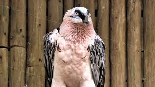 Experience The Majestic Griffin Vulture Showcasing Its Unique And Striking Features Today