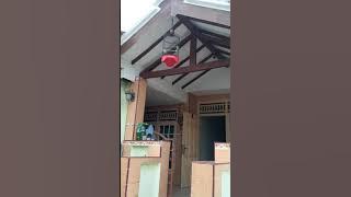 Pleci lokal madura (kecial kuning) joss ngotot