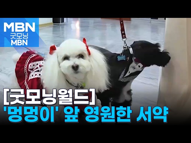 [굿모닝월드] '멍멍이' 앞 영원한 서약 [굿모닝 MBN]