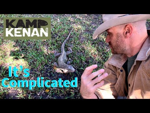 Video: Green Iguana - Iguana Iguana Reptile Breed Hypoallergenic, Afya Na Span Ya Maisha