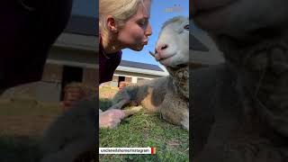 Lonely ram had no friends for 10 years. This woman gave him a family. #bekind @uncleneilshome#shorts