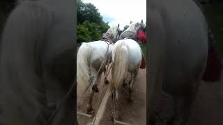 Haxhi Krasniqi me kuaj