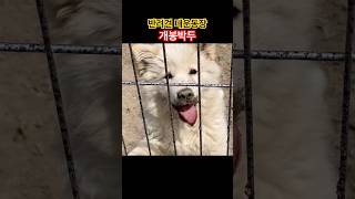 운동장에서 흙투성이가 된 백미, 먹성 좋은 보리/콜리 가족, 반려견 놀이터 완성 직전!! #시골강아지 #시골개