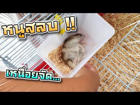 เซนซิลค์ บ้านใหม่หนูแฮมสเตอร์ หลังใหญ่เลย | Granny & Kids - DING DONG DAD