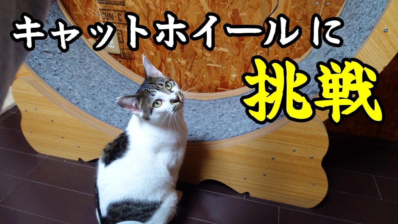 ビビリ猫の挑戦】れっつキャットホイール - YouTube