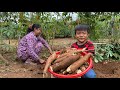 Seyhak and grandma harvest cassava - Prepare food for family - Sreypov Life Show