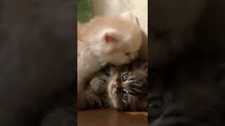 Theres No Love like Brotherly Kitten Love | Too Cute! | Animal Planet