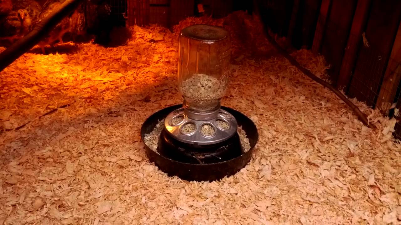 Outdoor chick brooder 6/14/2014 - YouTube