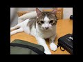 爪切りするのでライブ配信します。