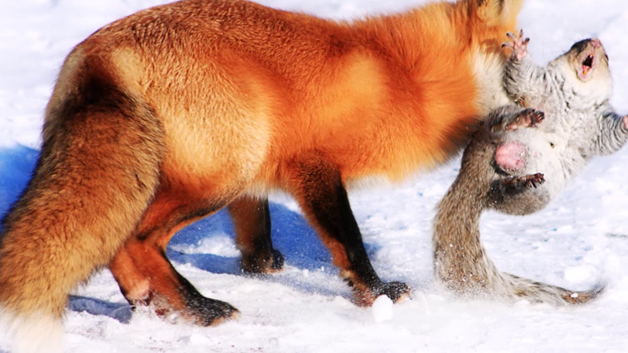 Какие отношения складываются между лисой и зайцем. Волк и лиса. Медведь и лиса. Лиса ест зайца. Лиса в дикой природе зимой.