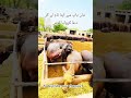 #farming #baffalo #desiviilagelifetstyle #cow #pindawale #brand