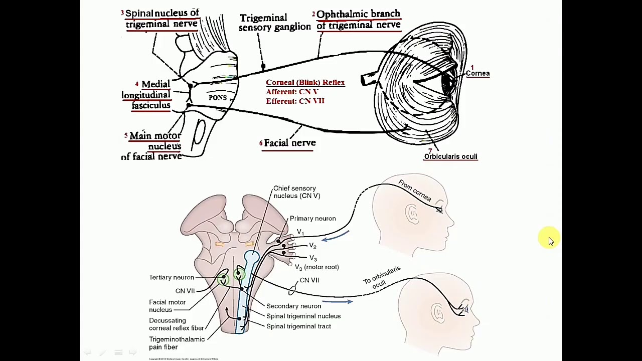 Clinical Anatomy scenario-based problem solving cases: Head & Neck - 2 - By Dr Mitesh Dave