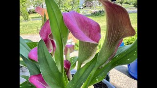 How to plant and care for Calla Lilies