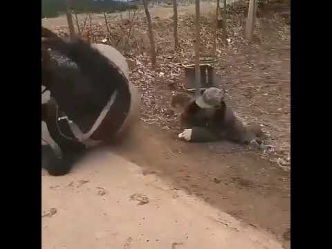 ცხოველებმა იციან მხარში დგომა და მეგობრობა..ჩვენ რა გვჭირს ადამიანებს რაა?