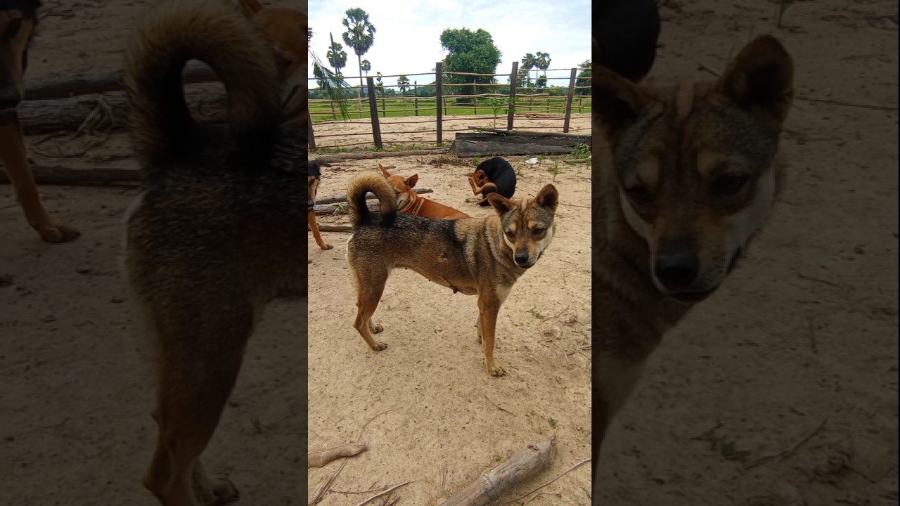 Curious Dogs in the Countryside 