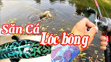 Câu cá lóc bông | #câu cá lóc rừng U Minh Thượng  @huukhuynhkiengiang (tập 87)