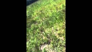 After the red fire ants