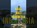 Naga Asli indonesia #shorts #edukasi #wildlife #Komodo