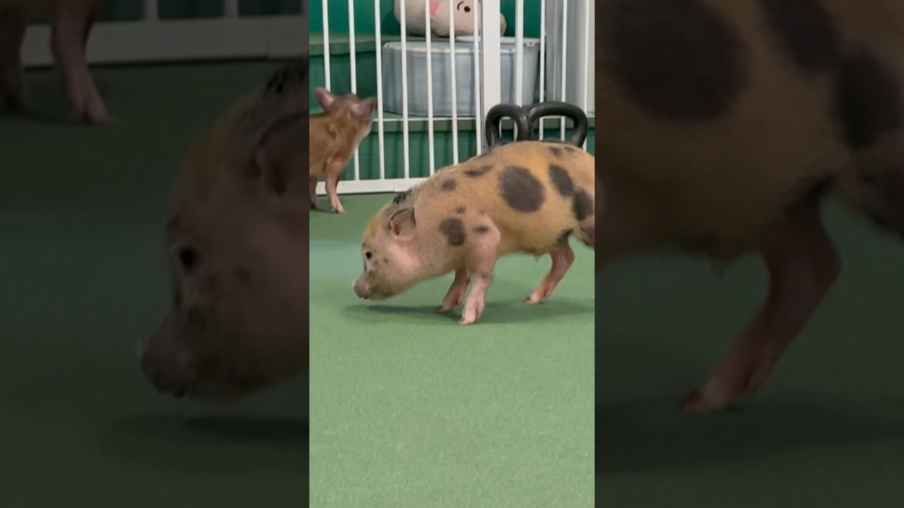 2 ADORABLE MICRO PIGS!! 🐖 #pig #pigs #micropig #japan #osaka