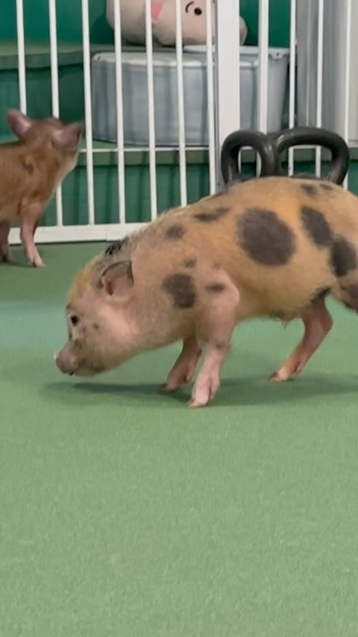 2 ADORABLE MICRO PIGS!! 🐖 #pig #pigs #micropig #japan #osaka