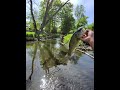 Una buena lobina #catchmorefish #kayakfishingtips #anglerfish #bassfishing #lobina