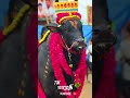 🎀கருப்பு அழகன்🥰#massentry #jallikattu #whatsappstatus