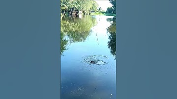 Câu cá là niềm vui #shorts | Dã Ngoại Cùng Lan