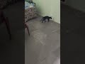 #funny #cat #pets #funnycats #cute #study #studywithmeandmycat