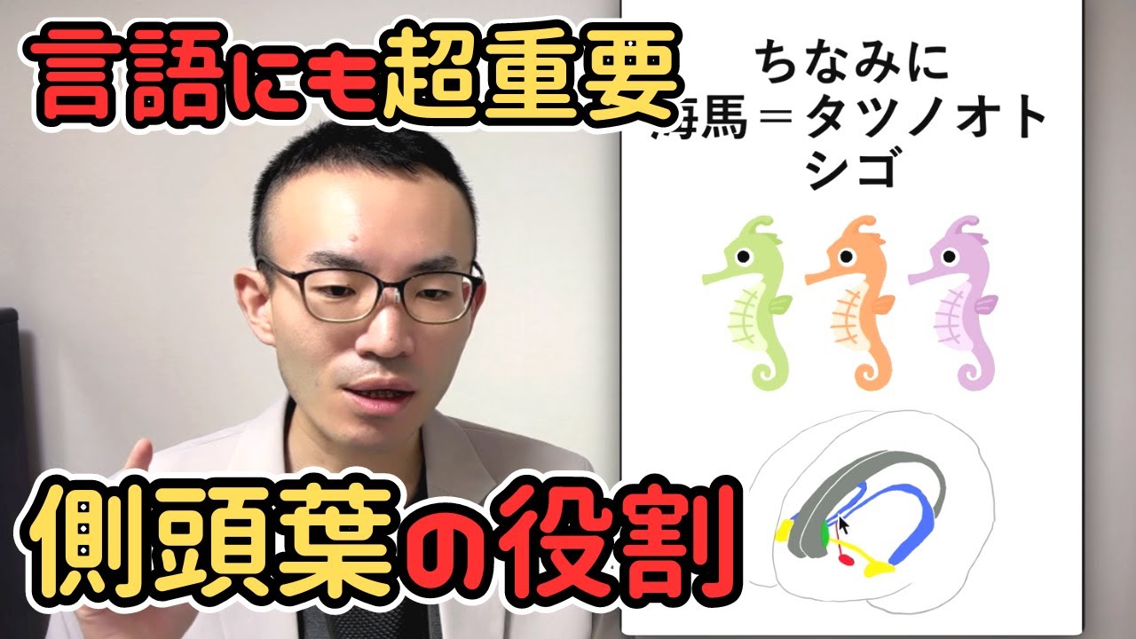 側頭葉には有名人の場所がある？！側頭葉のおもしろ機能紹介【脳／海馬／言語】