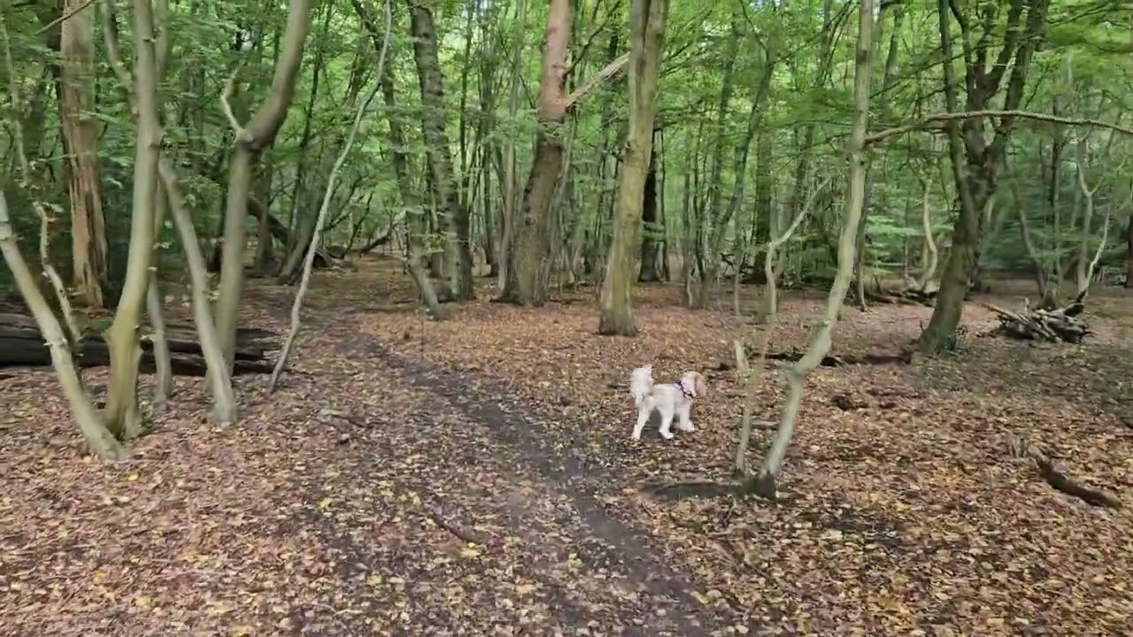 Epping Forest walk (with music)