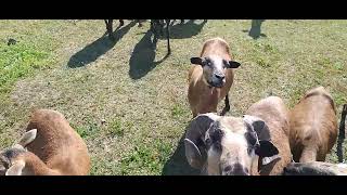 🐑 Curious Sheep Came to Say Hello