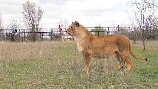 картинка: ВОТ ТАК ЛЕВ МАЛЫШ !!! Львица интриганка !!!