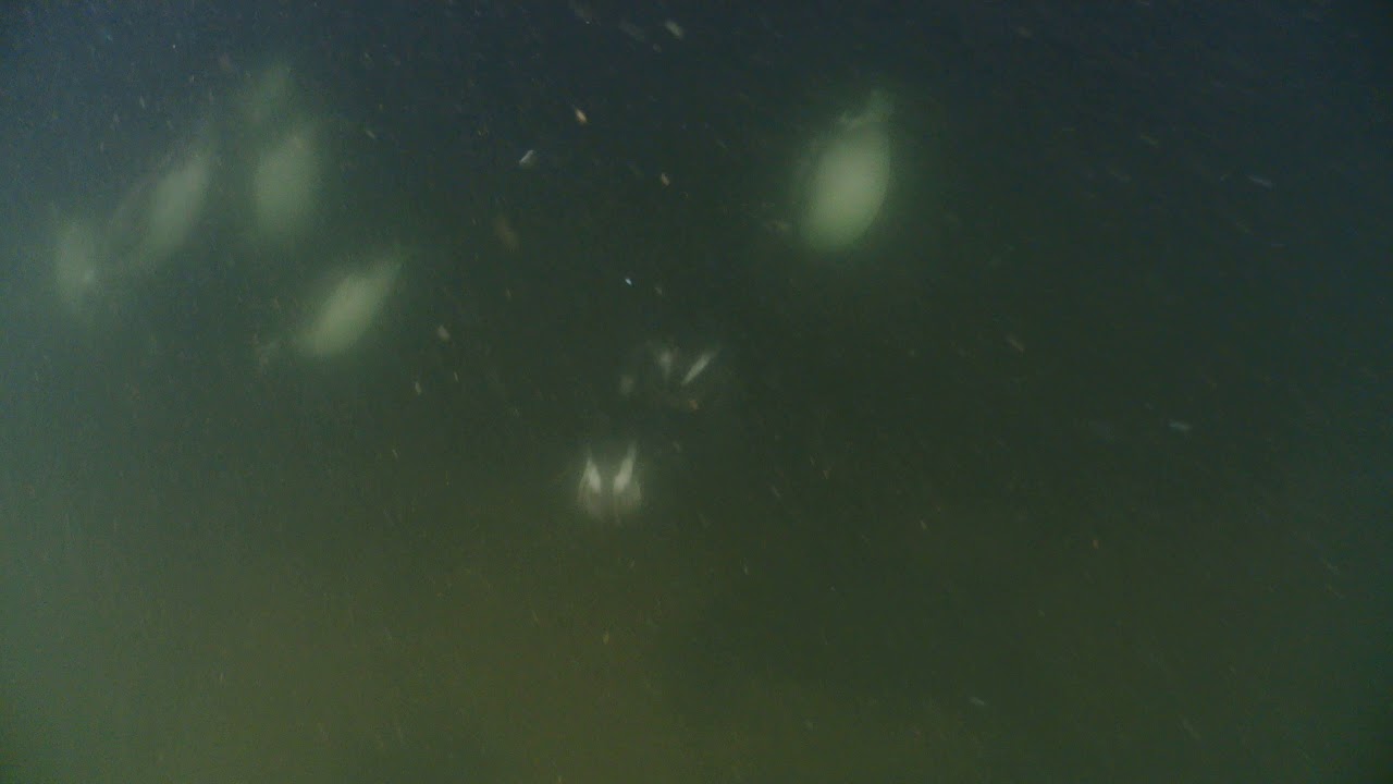 Long-tailed Ducks Foraging Underwater