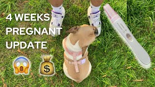 Full Pregnancy Update On French Bulldog, 4 Weeks Pregnant, Hormonal Changes and Much More Update