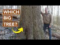 Do you recognize this big tree