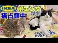 【IKEA ポエング】猫に占領されました