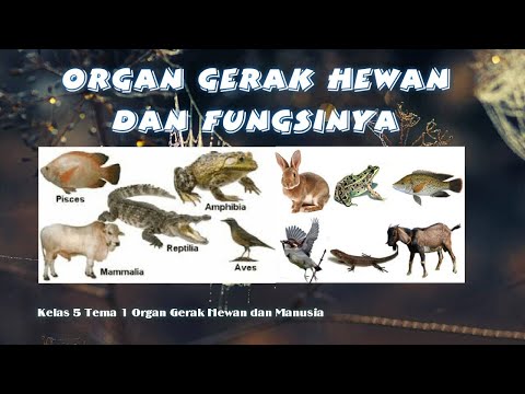 Video: Organ, Fungsi & Diagram Organ, Vena & Limfatik Kepala - Peta Badan