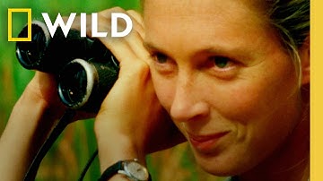Jane Goodall: Conservationist, Primatologist, & Nat Geo Explorer | Nat Geo Animals