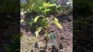 The Penge Allotment Project Part 2