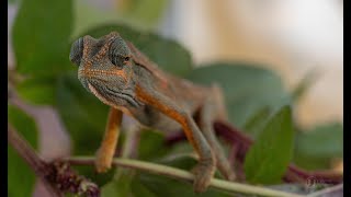 Chameleon eyes with their fascinating features