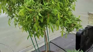 UpDate!🦖April 26, 2022🔥pLaNts Getting tHe ROT😥 Seeds L👀King MATURE 🥰 iTs ChoP cHOP TiME!🥷🤺