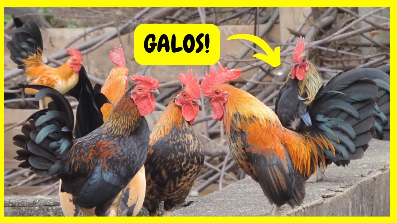 Cuidando de Minhas Galinhas na Roça | Gutejando 