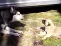 young kangal vs husky